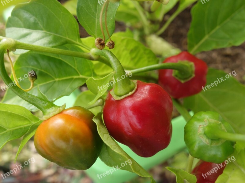 Chilli Pepper Plant Capsicum Chinense Habanero Sharp