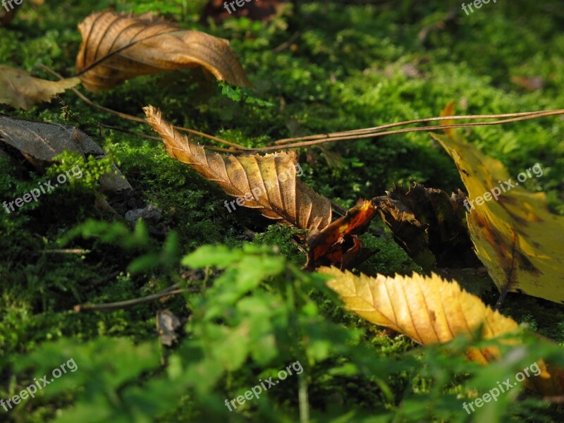 Leaf Moss Mushrooms Autumn Litter