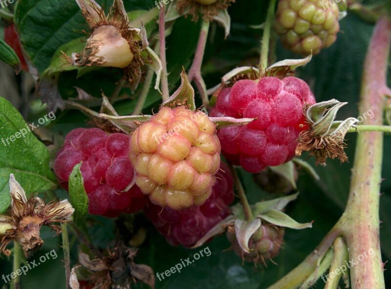 Dacha Garden Berry Raspberry Closeup