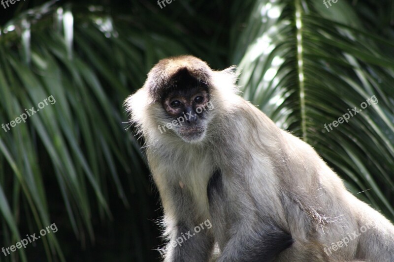 Spider Monkey Primate Nature Wildlife Portrait