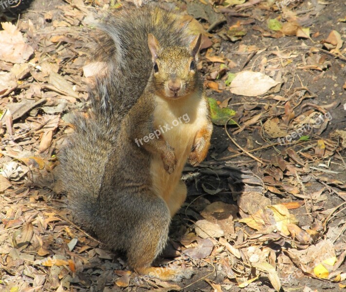 Squirrel Common Squirrel Ground Furry Furry Tail