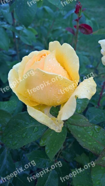 Rose Flower Flowers Yellow Spring