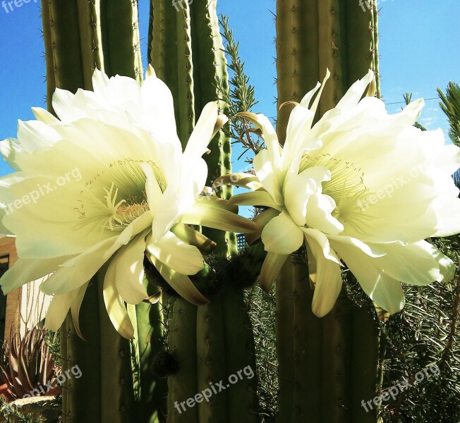 Flowers Garden Nature Cactus Cactus Flowers