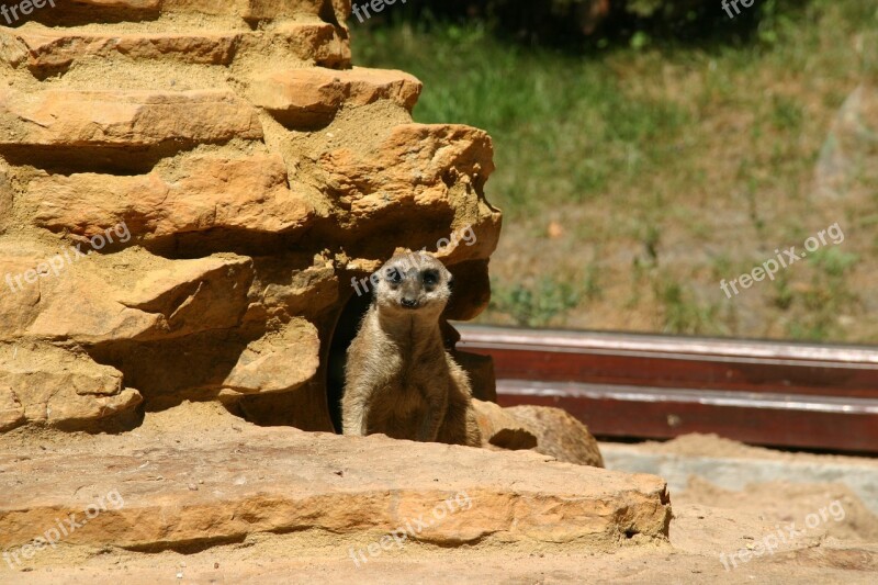 Surykatka Animal Zoo Free Photos