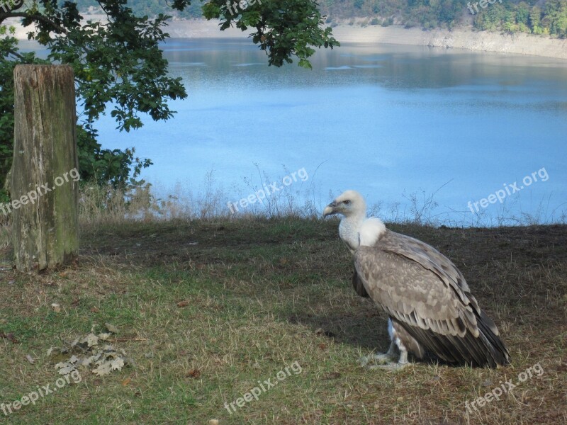 Vulture Bird Of Prey Scavengers Raptor Bird