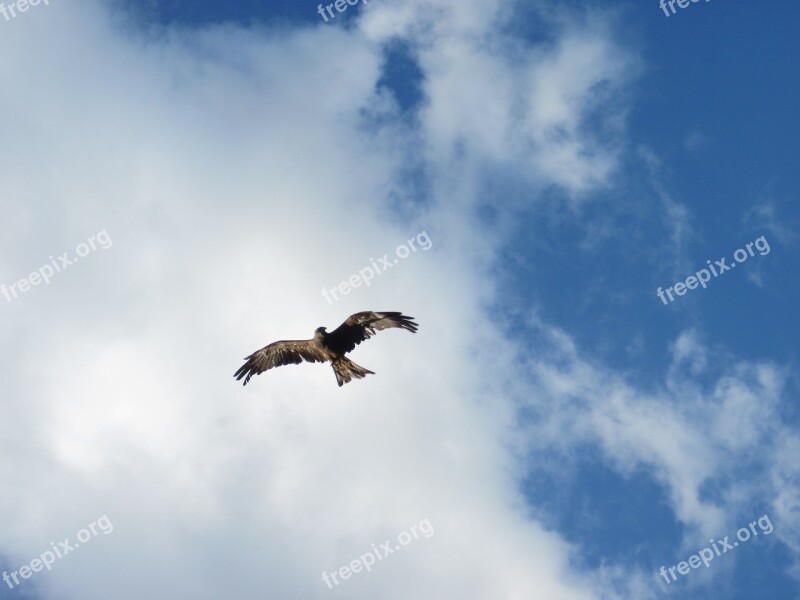 Bird Of Prey Bird Raptor Wing Flying