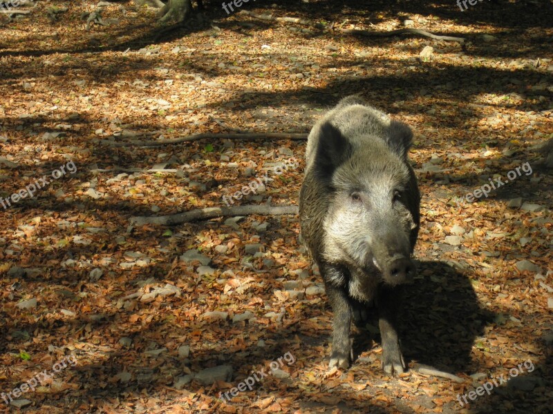 Boar Autumn Sun Trees Forest