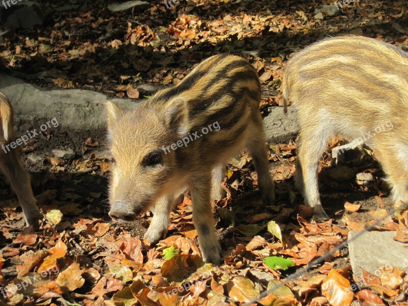 Launchy Boar Young Animal Nature Forest