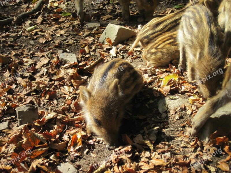 Little Pig Wild Boars Young Animals Nature Forest