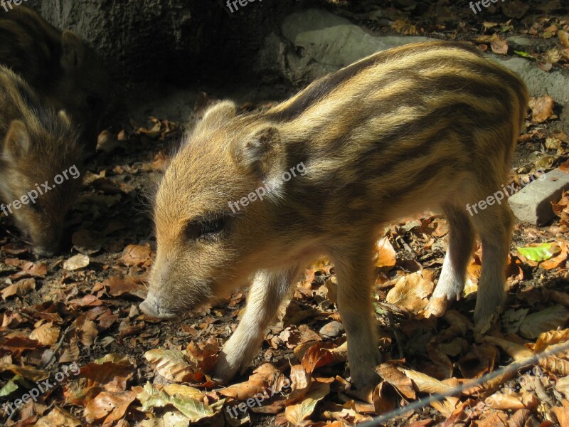 Launchy Boar Young Animal Nature Forest