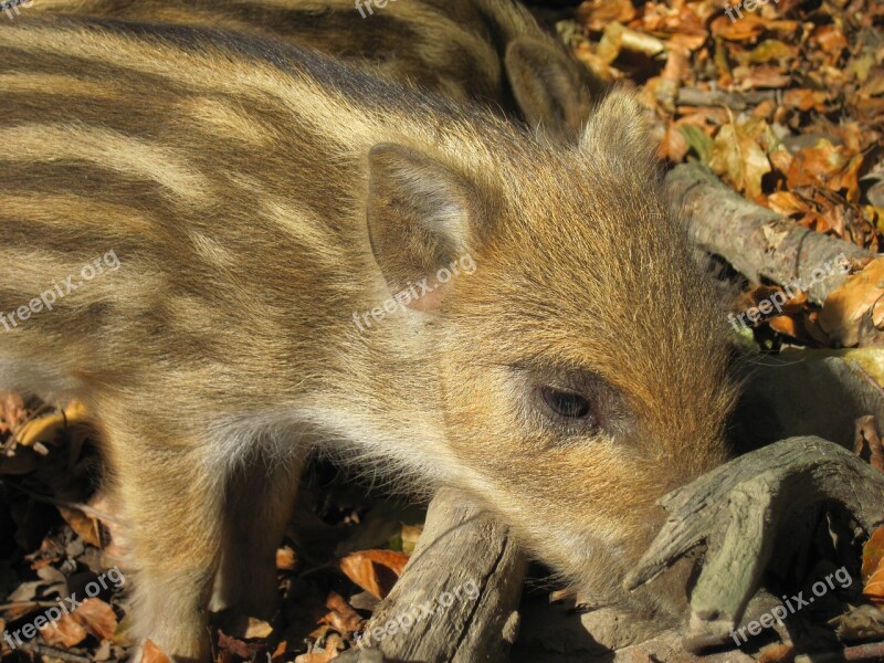 Launchy Boar Young Animal Nature Forest