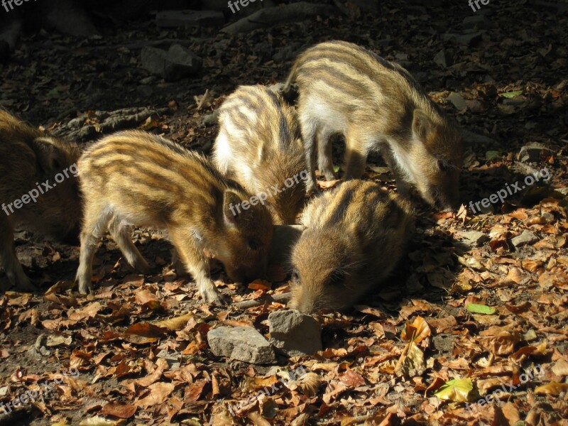 Little Pig Wild Boars Young Animals Nature Forest