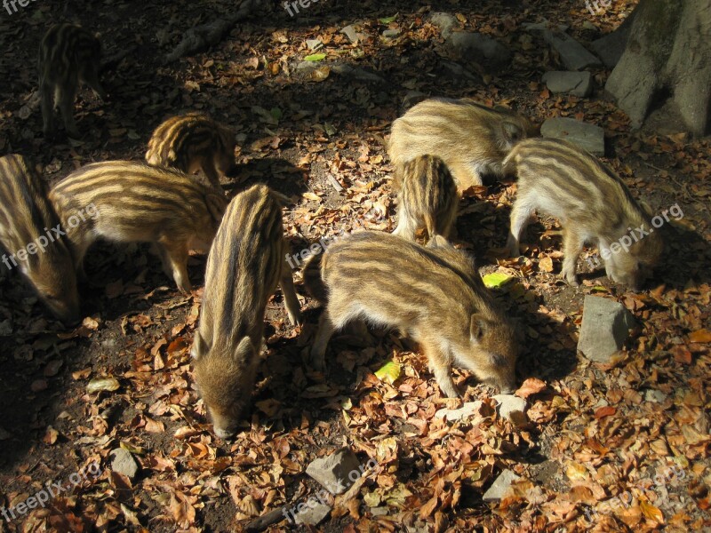 Little Pig Wild Boars Young Animals Nature Forest