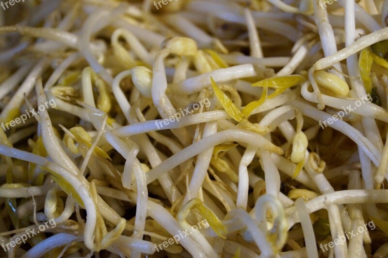 Mung Beans Bean Sprouts Seedlings Vegetables Food