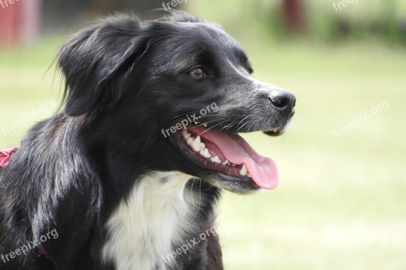 Border Collie Collie Cattle Dog Bitch Head