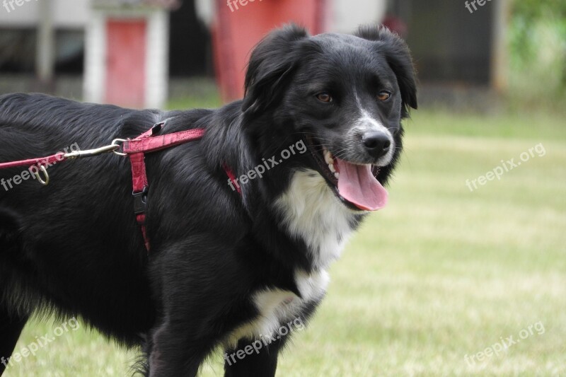 Border Collie Collie Black Dog Dog On A Leash Free Photos