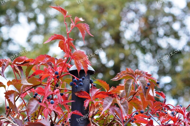 Autumn Red Wild Wine Foliage Red Leaves