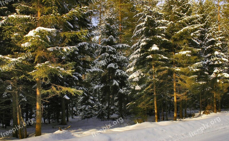 Forest Winter Snow Tree Poland