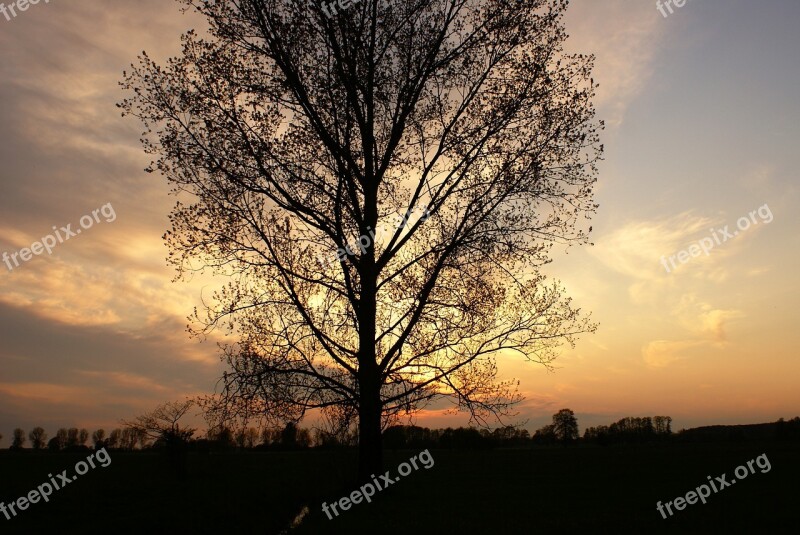 Tree Evening Sky Clouds Sunset