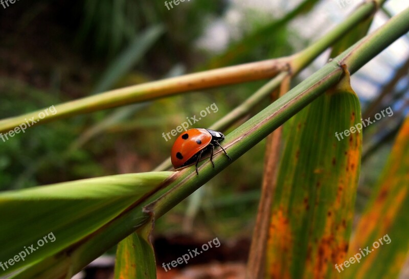 Ladybug Insect Animal Small Animal Bug