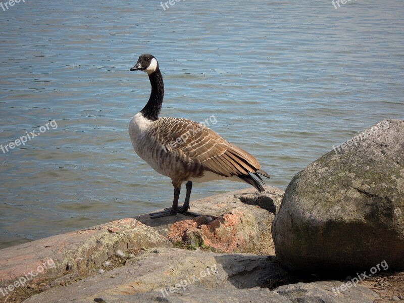 Canada Goose Goose Bird Branta Canadensis Big Bird