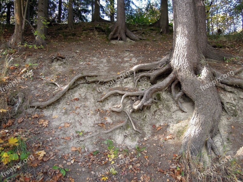 The Roots Of The Tree Tree Roots The Land Terrain