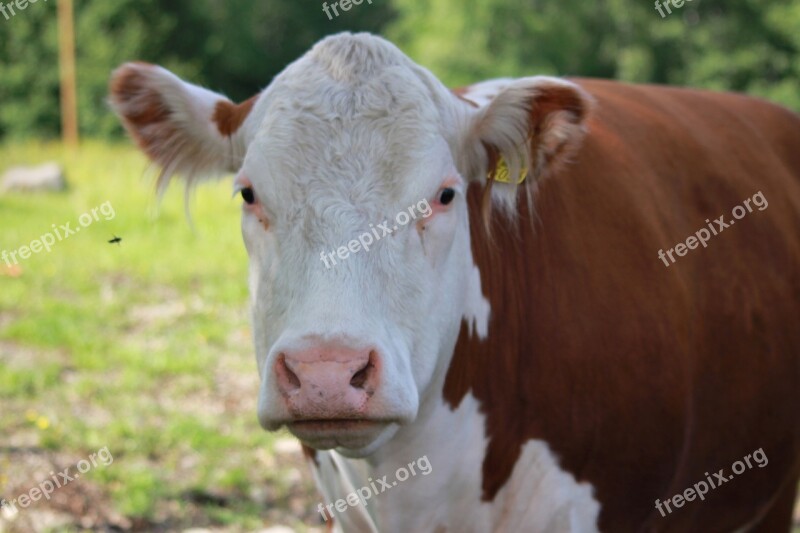 The Cow Bovine Livestock Farm Summer