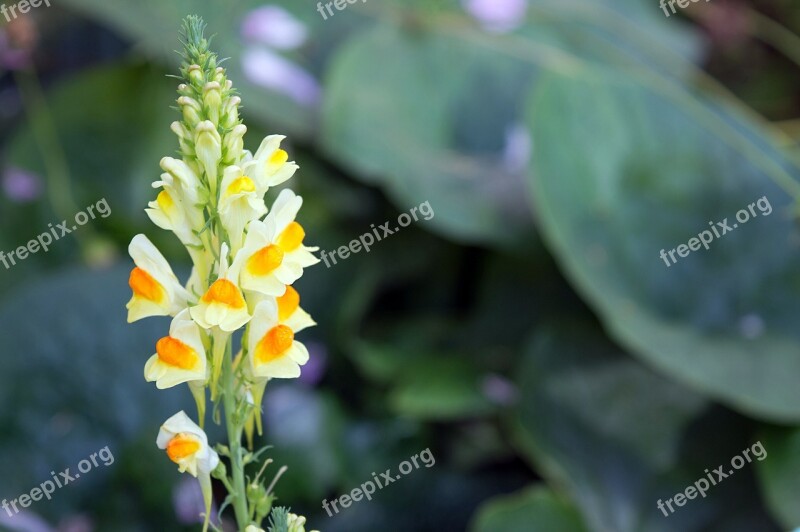 Wild Flower Linaria Vulgaris A Yellow Flower Flower Summer