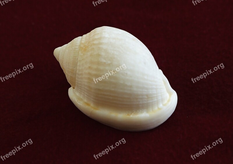 Conch Molluscum Marine Animal Sea Snail Shell