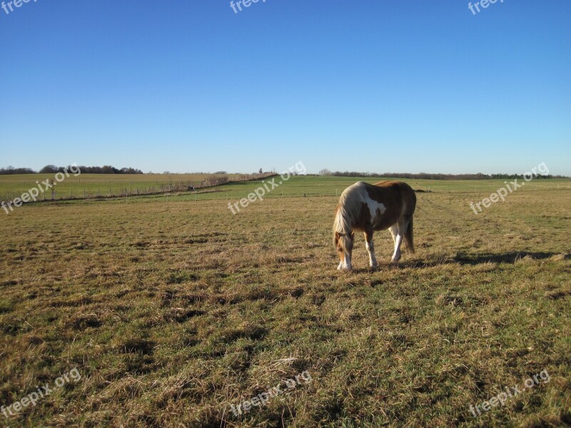 Horse Pasture Grass Eat Graze