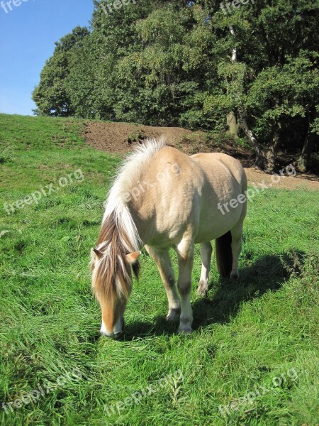 Pony Pasture Fjord Horse Horse Animal