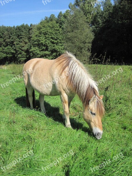 Pony Pasture Fjord Horse Horse Animal