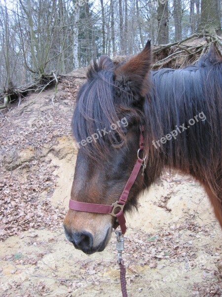 Pony Horse Brown Halter Animal