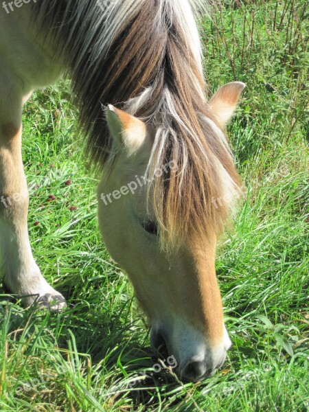 Pony Pasture Fjord Horse Horse Animal