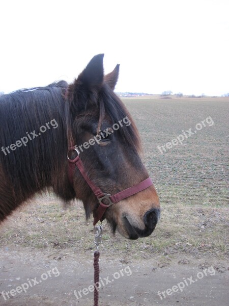 Pony Horse Brown Halter Animal