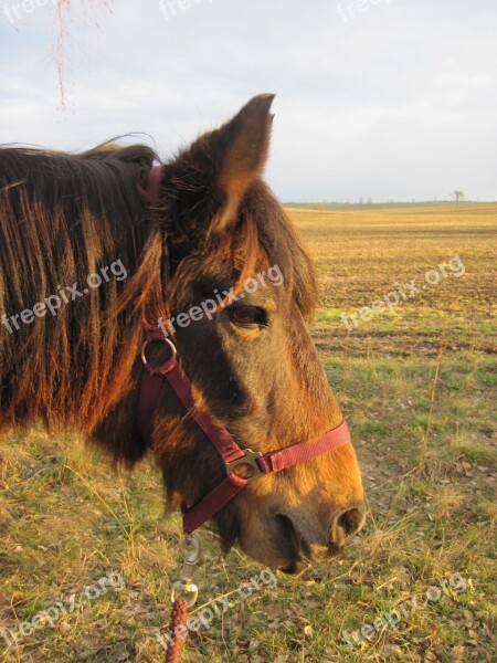 Pony Horse Brown Sun Mood