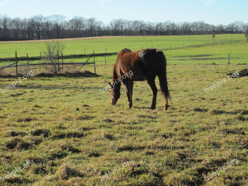 Horse Pasture Graze Eat Meadow