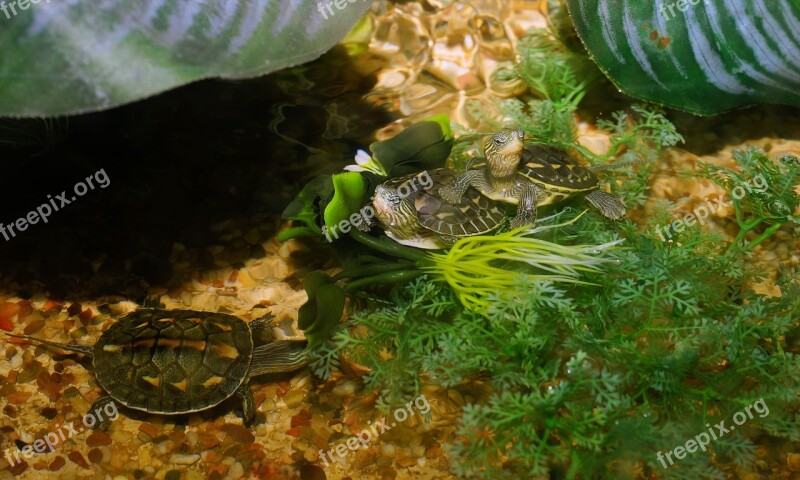 Animals Turtles Reptile Water Cute