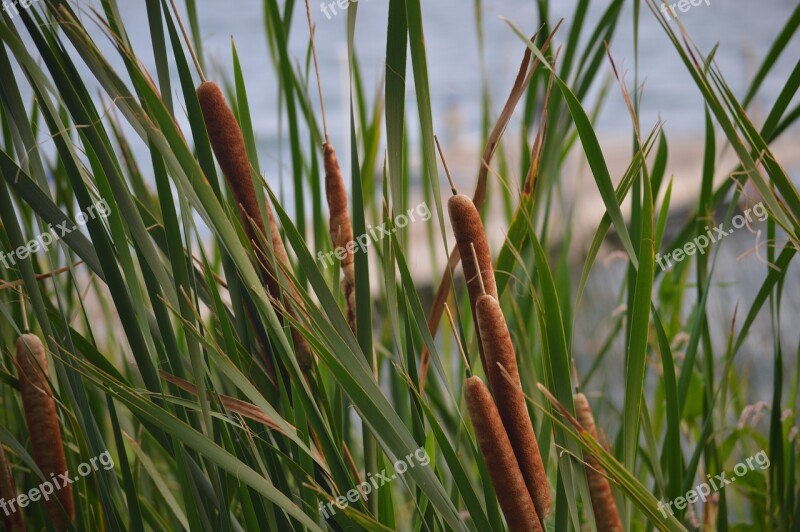 Cattails Reeds Lake Lake-life Outdoors