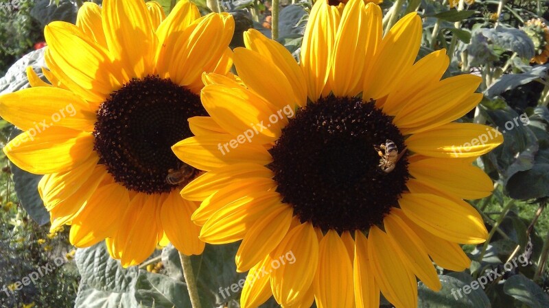 Sunflower Summer Spring Plants Petals