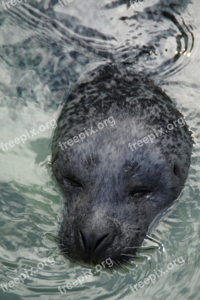 Seal Head Robbe Swim Water