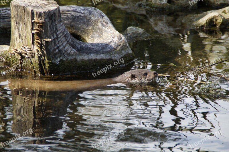 Otter Swim Wild Animal Water Lake