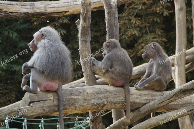 Baboons Sit Family Monkey Animal