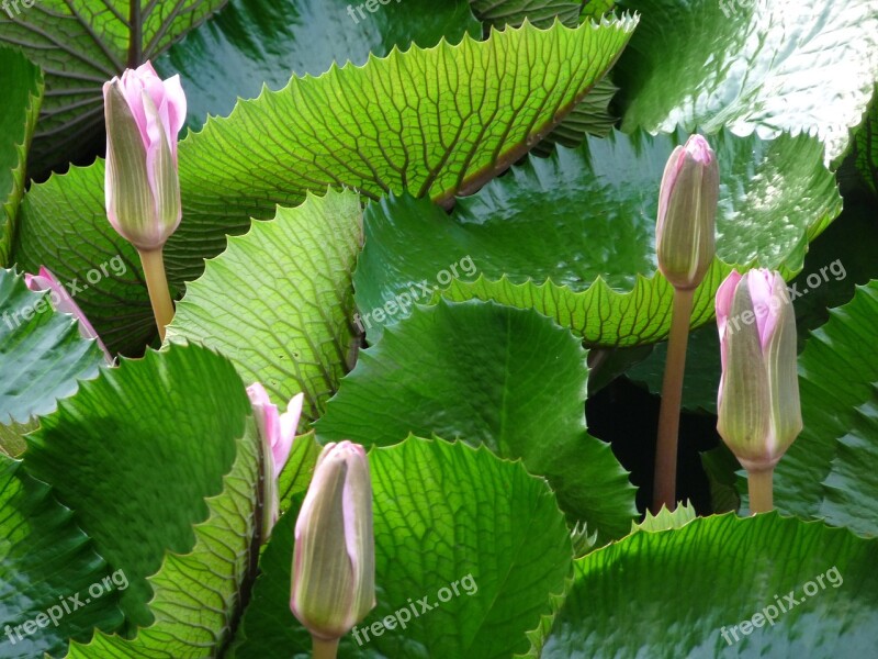 Lily Water Green Nature Pond