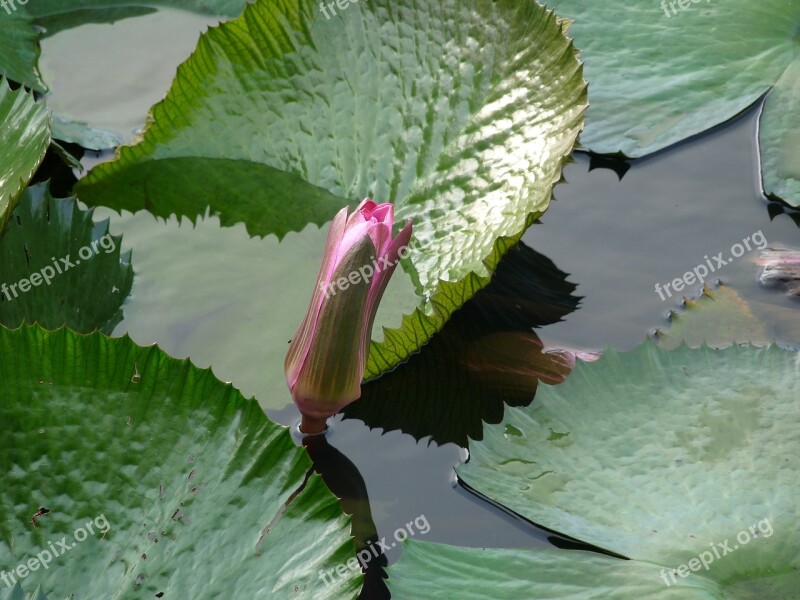 Lily Water Green Nature Pond