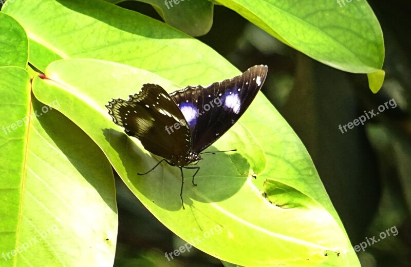 Butterfly Danaid Eggfly Mimic Diadem Hypolimnas Misippus