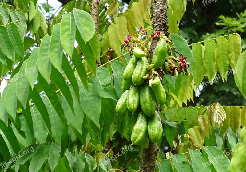 Bilimbi Fruit Flower Averrhoa Bilimbi Cucumber Tree