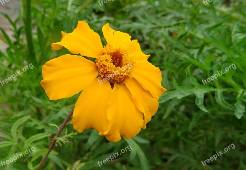 Marigold Flower Single Orange Signet Marigold