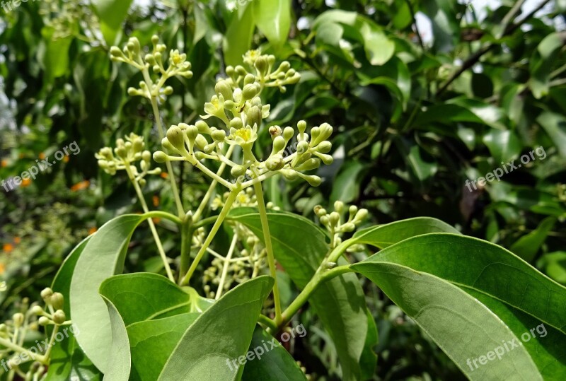 Indian Bay Leaf Cinnamon Cinnamomum Tamala Cinnamomum Verum Tree