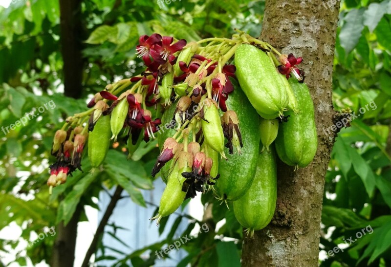 Bilimbi Fruit Flower Averrhoa Bilimbi Cucumber Tree